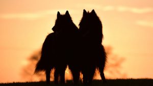 chien et loup
